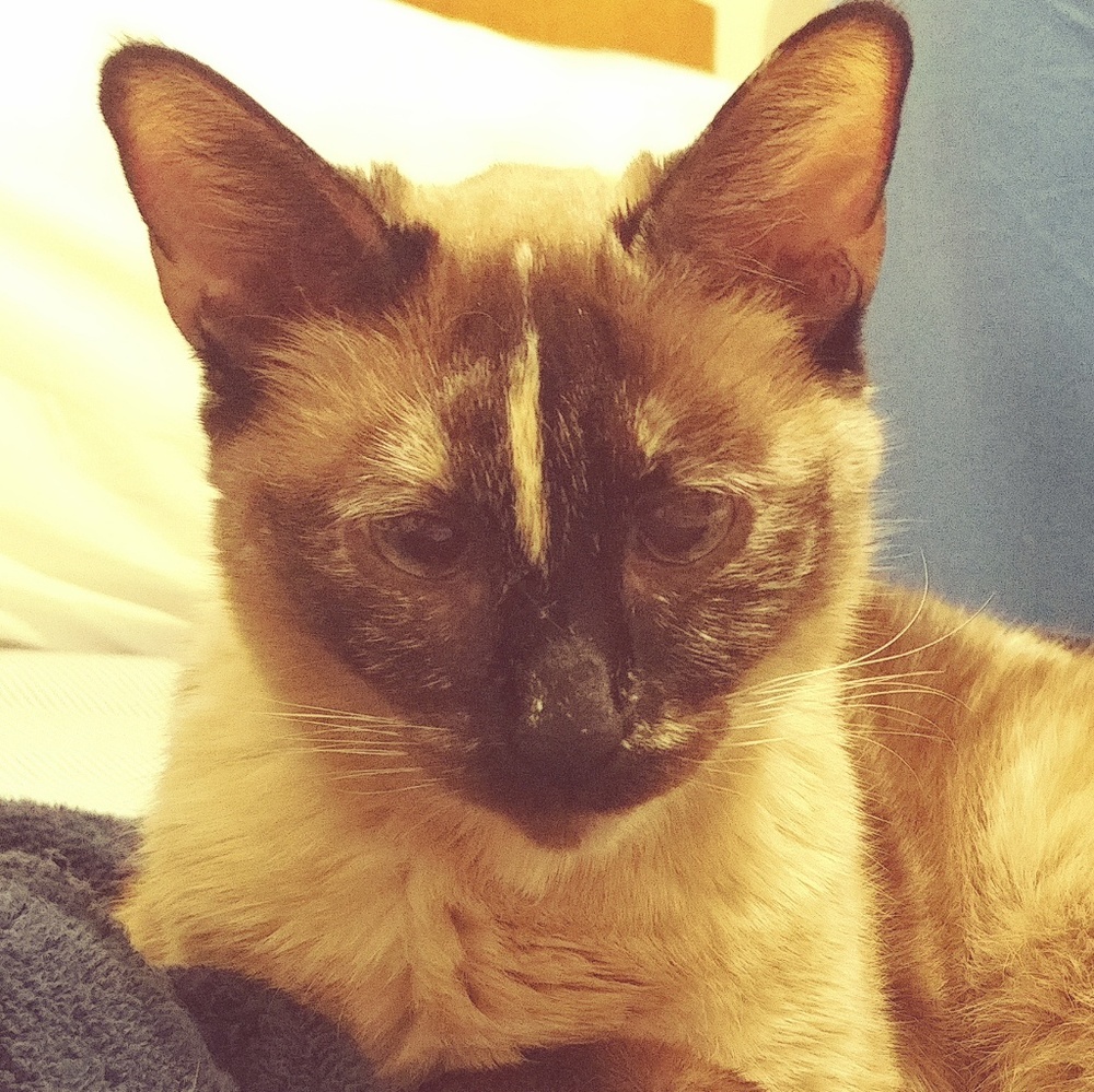 Meet your Posher, Candace